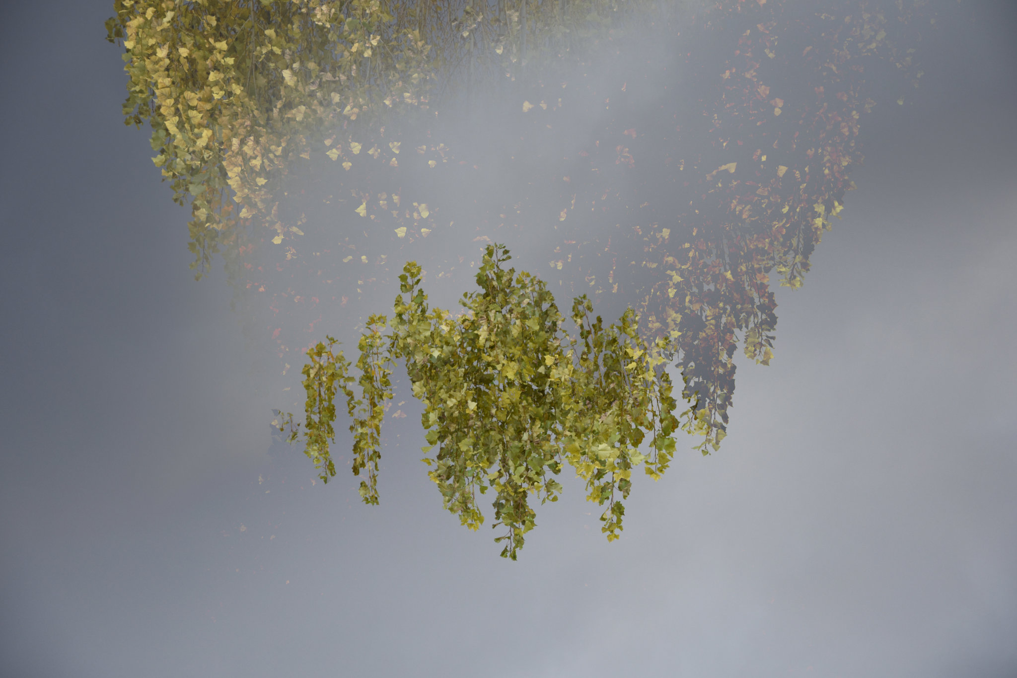 Scintillement