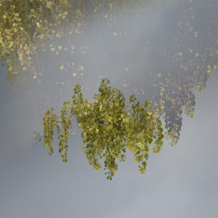 Scintillement