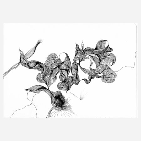 Conque en fleur